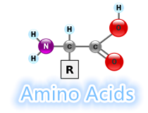 Amino Acids