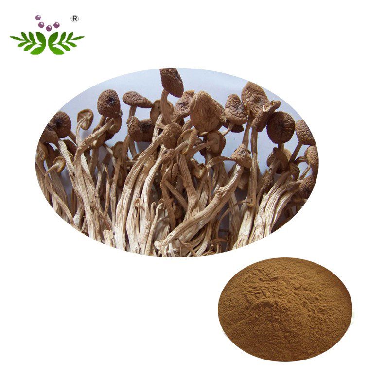 Tea tree mushroom extract_Plant Straight Powder_Xi'an DN Biology Co.,Ltd