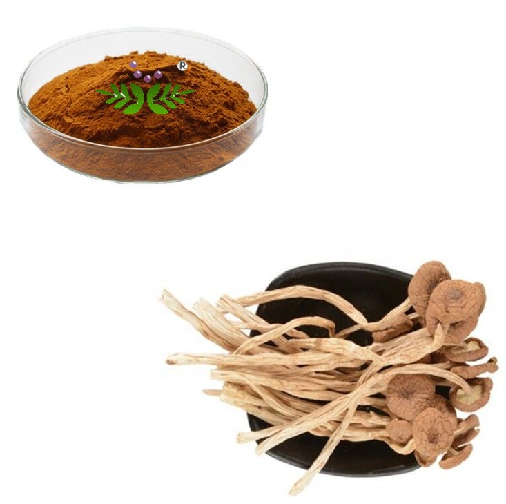 Tea tree mushroom extract_Plant Straight Powder_Xi'an DN Biology Co.,Ltd