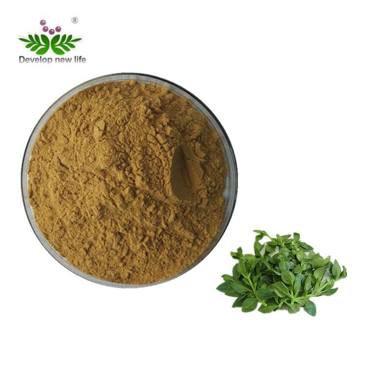 Andrographis  Extract